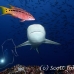 shark_galapagos_pm_ci_h_0030_cos3875.jpg